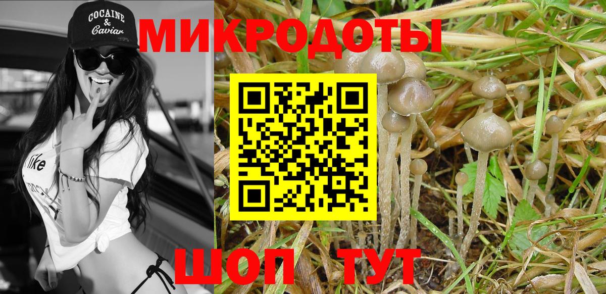 Псилоцибиновые грибы Psilocybine cubensis Ахтубинск